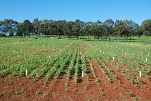 Comparing poulty and greenwaste biochar to compost and industry practice in cropping, NSW DPI Comparing poulty and greenwaste biochar to compost and industry practice in cropping, NSW DPI