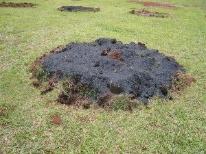 Establishing a new macadamia orchard with 40kg biochar per treel, NSW DPI Establishing a new macadamia orchard with 40kg biochar per treel, NSW DPI