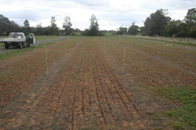 Elmore Field Days Plot Trial Site